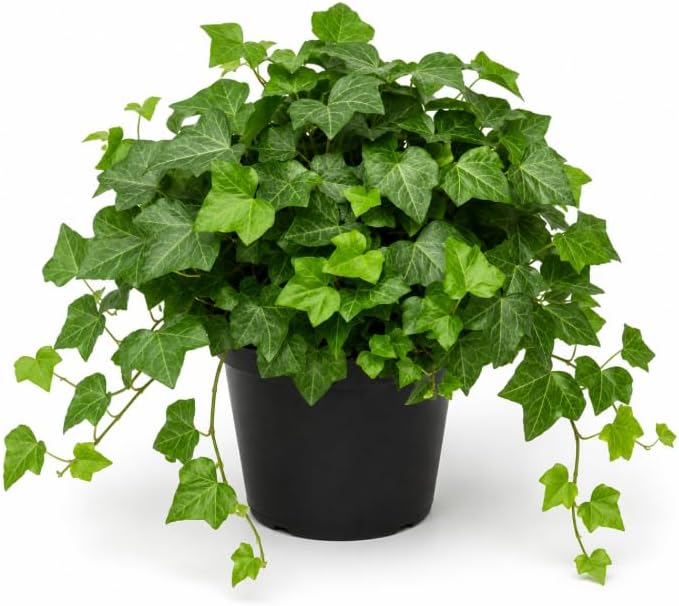 Pack of 2 Plants in a Pot English Ivy Plants Live, Green Vine Plants 3 to 5 Inch Tall, Trailing Foliage Plants for Indoor and Outdoor Garden, No in CA by HARINI