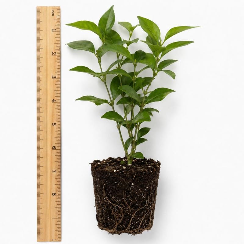 Climbing Star Jasmine Live Plant, 4-7" Tall - Image 2