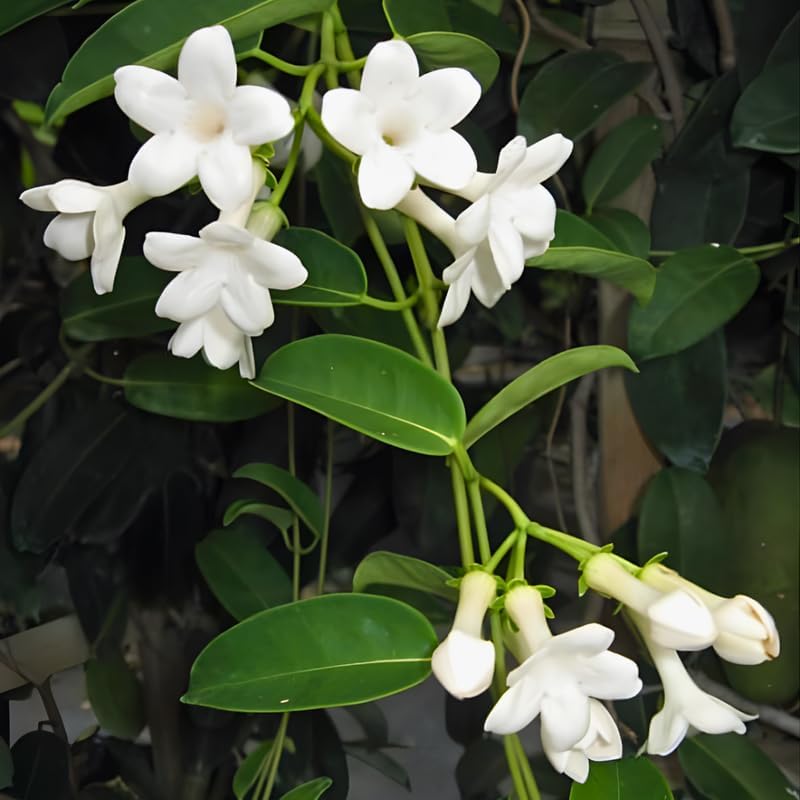 Bridal Wreath Jasmine Plant Live | 4-8 Inch Tall | Live Jasmine Plant | Jasmin Plant for Indoor | Easy Care Flowering Plant for Home & Office Decor - Image 6