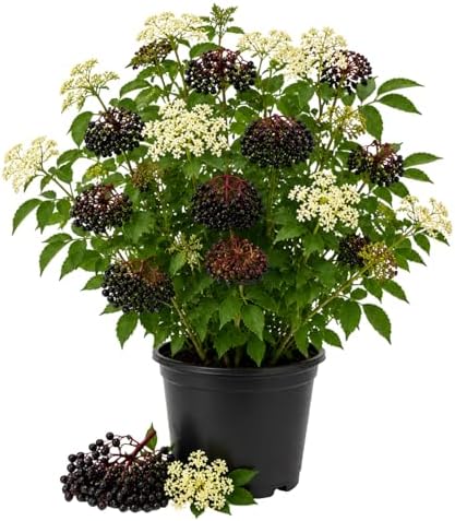 Black Elderberry Live Plant, 8-12 Inch Tall, Quart Pot by UIOTER