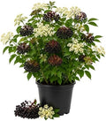 Black Elderberry Live Plant, 8-12 Inch Tall, Quart Pot by UIOTER