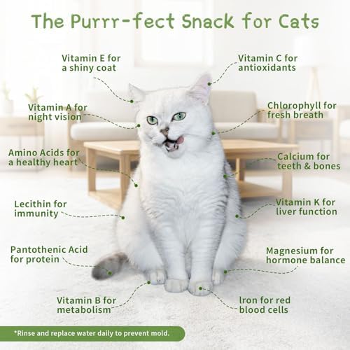 Hydroponic Cat Grass Grow Kit with 5Pack Non GMO Seeds, Organic Grass Growing Kit, Cat Grass for Indoor Cats, Soil-Free Planter, Perfect for Beginners, Ideal Birthday Gift for Cat Lovers - Image 4
