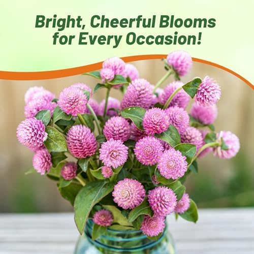 Outsidepride Salmon Gomphrena Seeds - 2000 Pcs Annual, Heat & Drought Tolerant, Pollinator Friendly Globe Amaranth Seeds for Planting w/Vibrant Round Blooms for Beds, Borders, and Arrangements - Image 6