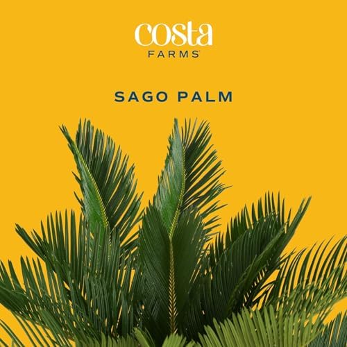 Costa Farms Sago Palm, Live Indoor Plant, Tropical Decor, Air Purifying - Image 3