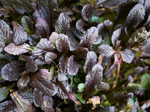 Greenwood Nursery: Live Ground-Cover Plants - Mahogany Bugleweed + Ajuga Reptans - [Qty: 1x Pint Pot] - (Click for Other Available Plants/Quantities) - Image 2