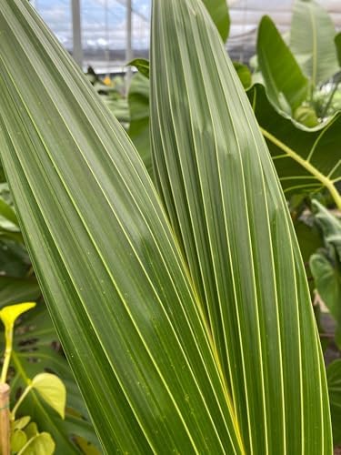 Green Malayan Coconut Palm Tree - Tropical Cocos Nucifera, Low Maintenance Live Exotic Palm for Indoor & Outdoor Spaces, Air-Purifying, Drought-Tolerant Ornamental Accent Plant (2gal Pot, 2-3ft) - Image 5