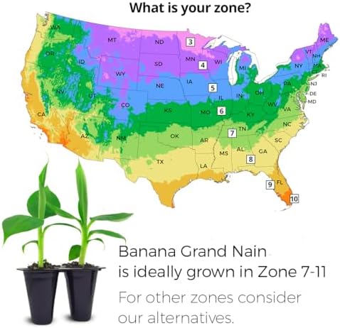 Banana Tree Gran Nain. Set of 4 Starter Live Plants (Gran Nain) - Image 3