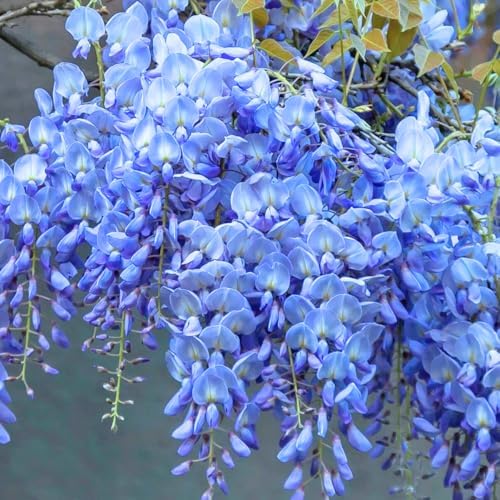 Blue Wisteria Live Plant, 2.5" Pot, Vigorous Growing Climbing Vine, Easy Care Flowering Vine, Cold-Hardy Plant for Outdoor Garden, Patio and Backyard - Image 3