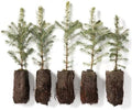 Colorado Blue Spruce Jumbo Tree Plug Seedlings | 12"-18" | Arbor Day Foundation (5-Pack) by ArborDayFoundation