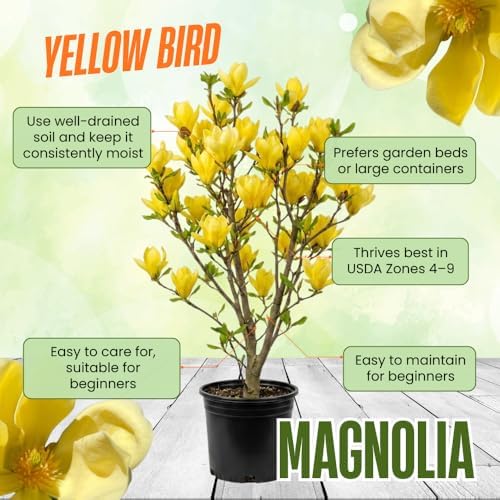 Yellow Bird Magnolia Live Plant, Flower Tree, 6-12 Inch Tall, 2.5 Inch Pot - Image 5