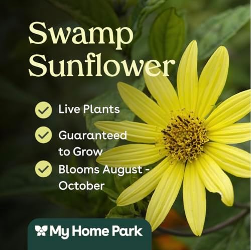 Swamp Sunflower 32 Live Plants (Helianthus angustifolius) – Native Tall Wildflower for Pollinator Gardens & Wildlife Habitat, Late Season Blooms, Low Maintenance, Partial to Full Sun Perennial Plant - Image 3