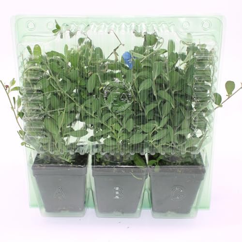 3 Live Blue Daze | 4" Pot | Evolvulus glomeratus | Perennial | Blooming Ground Cover | Low Maintenance - Image 3