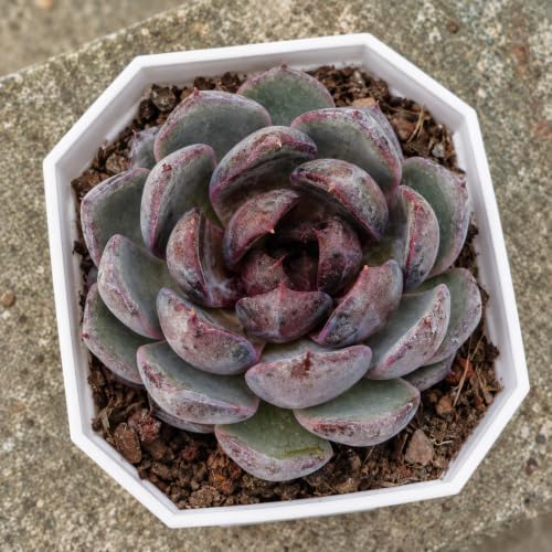 Echeveria 'Blueberry' Live Succulent Plant, 2 Inch Single Head - Image 4