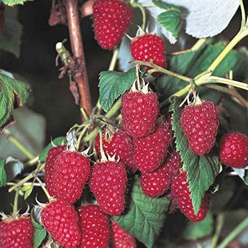 3 Heritage Everbearing Red Raspberry Plants (3 Lrg 2 Yrs Old Bare Root Canes) by Unknown