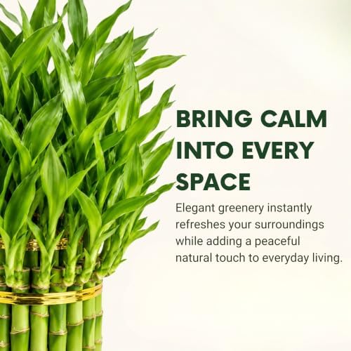 Lucky Bamboo Live Plant, 3 Layer Dracaena Sanderiana Houseplant - Image 2
