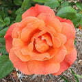 Heirloom Floribunda Roses, Live Own Root Plant, Sunbelt® Sierra Lady™ by HeirloomRoses