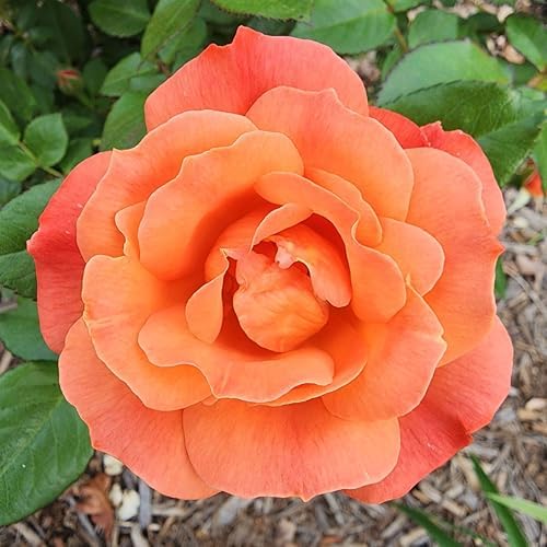 Heirloom Floribunda Roses, Live Own Root Plant, Sunbelt® Sierra Lady™ by HeirloomRoses