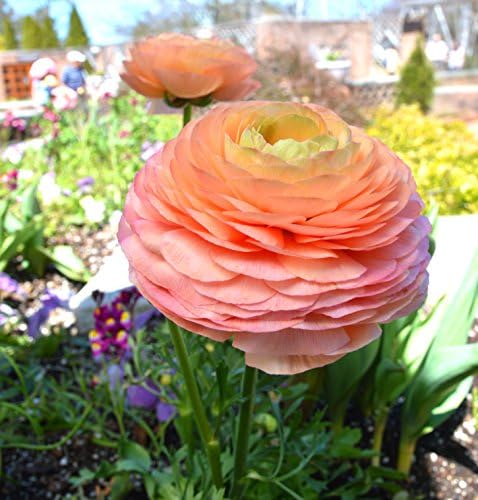 Ranunculus Salmon 10 Flower Bulbs - Spring Blooms, Tecolote Buttercups - Image 4