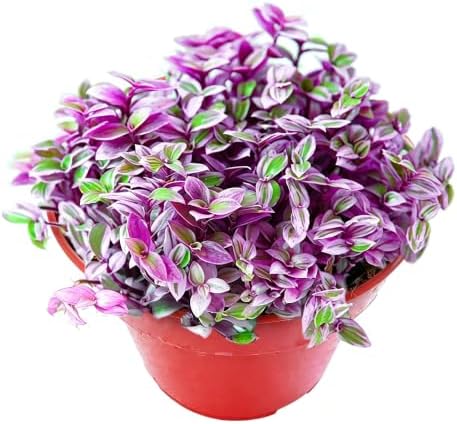 Sprout N Green Rare Pink Succulent Callisia repens 'Pink Lady', Live Plant Fully Rooted in 4" Pot, Home Office Wedding Decor DIY Project Party Favor, Garden Beginner Friendly, Keep Away from Pets by SproutNGreen