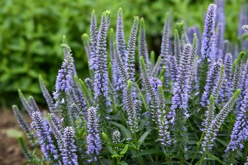 Live Plant, Proven Winners, Veronica Magic Show Ever After Spike Speedwell, Lavender Flowers, #1 Size Container, Does NOT Ship to AZ, CA, HI, ID, MT, NV, OR, PR, UT & WA! - Image 3