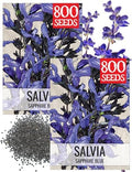 Seed Needs Sapphire Sage Seeds to Plant Blue Salvia Flowers 2 Packs by SeedNeeds