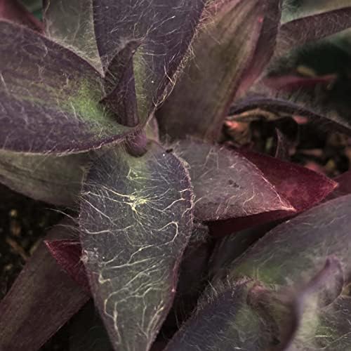Organic Purple Heart Plant, Tradescantia pallida, Live Plant in 3-inch Pot - Purple House Plant with Magenta Flowers, Easy to Grow, Drought-Resistant by Smoke Camp Crafts - Image 3