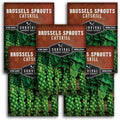 Catskill Brussels Sprout Seeds for Planting (5 Packs) by SurvivalGardenSeeds