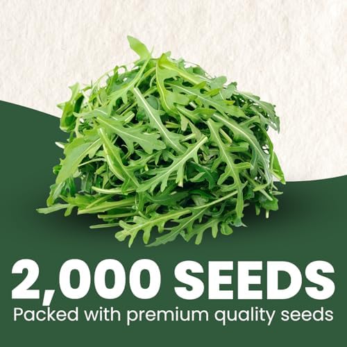 Arugula Ruquette – 2,000 Premium Seeds for Planting – Peppery, Fast-Growing Heirloom Greens for the 2026 Season – 5 Gram Pouch - Image 2