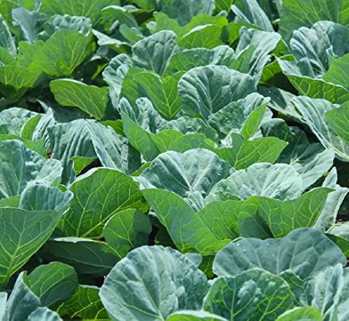 Bulk Collard Green Seeds for Planting - 1 Pound Over 128,000 Heirloom Non-GMO Georgia Southern Collard Seeds - Leafy Greens for Home Vegetable Garden by Axel%27s+Garden+Seeds