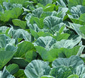 Bulk Collard Green Seeds for Planting - 1 Pound Over 128,000 Heirloom Non-GMO Georgia Southern Collard Seeds - Leafy Greens for Home Vegetable Garden by Axel%27s+Garden+Seeds
