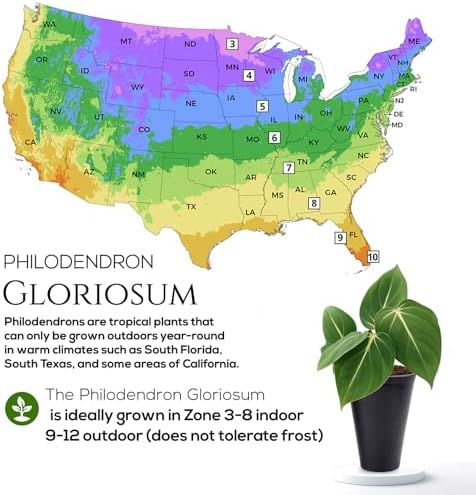 Philodendron Gloriosum Plant (4 Pack) Live Starter Plug Plants, Rare Indoor Tropical Houseplants, Velvet Leaf Philodendron, Easy Care Foliage Plants Live - Image 5