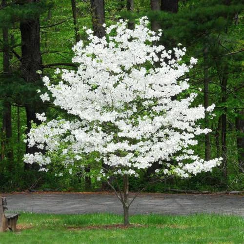 White Dogwood Tree Live Plant, Flowering Tree, 8-10 Inch Tall, Quart Pot by Unknown