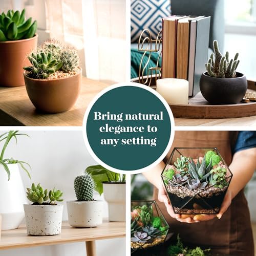 Shop Succulents Premium Live Mini Cactus and Succulent Plants in 2" Pots, Easy Care Indoor or Outdoor Gardening, Terrariums, Favors, & Contemporary Spaces with Hardy, Resilient Varieties, Pack of 256 - Image 6