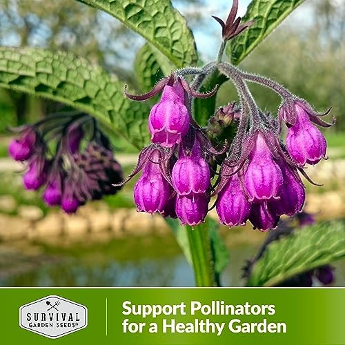 Comfrey Seeds - Symphytum Officinale - Perennial Medicinal Herb (5 Packs) - Image 5