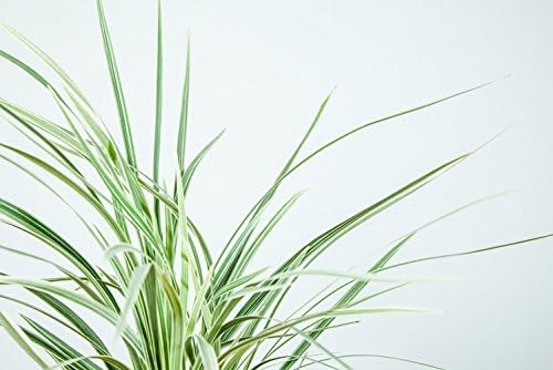 Perfect Plants Aztec Grass Liriope, 1 Gallon, Groundcover - Image 4