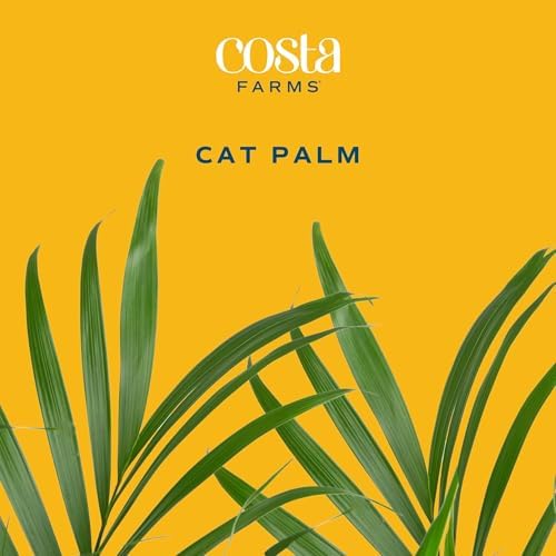 Costa Farms Cat Palm, Live Indoor Plant, Tropical Decor, Air Purifying - Image 3