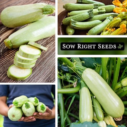 Sow Right Seeds - Grey Zucchini Seed for Planting Summer Squash Garden 2pk - Image 4