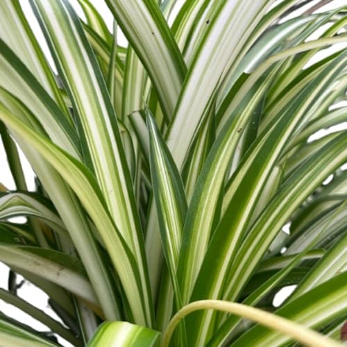 Organic Spider Plant, (Chlorophytum comosum Reverse variegatum) 2.5-inch Pot - aka - Spider Ivy - Hen and Chickens - Ribbon Plant - House Plant - Image 4