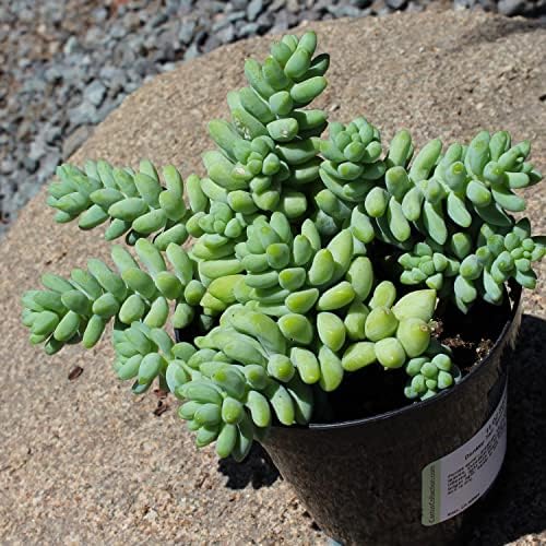 Altman Plants, 3.5" Donkey Tail Succulent Plants Live Succulents Plants Live Indoor Plants Live Houseplants Live Indoor House Plants Indoors Live Plants Indoor, Outdoor Plants Live Succulent Plants - Image 3