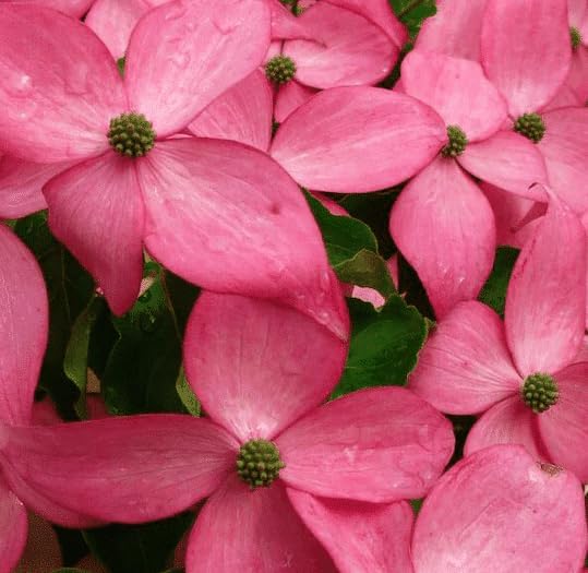 Pink Dogwood Tree Live Plant Dogwood Flowers Shurb Deciduous Dogwoods Small Trees, 6-12" Tall Qt Pot - Image 5