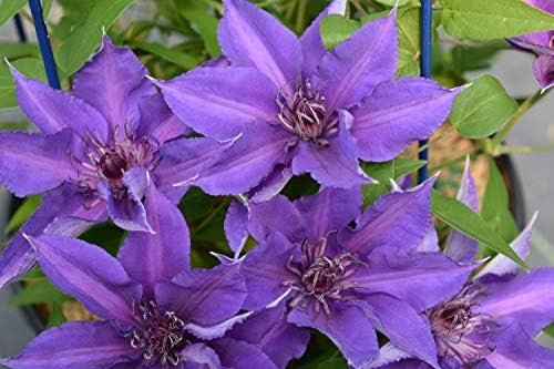 Raymond Evison Clematis - Clematis Edda (Clematis) Perennial, purple flowers with dark red bar, 8`` - Size Container by GreenPromiseFarms