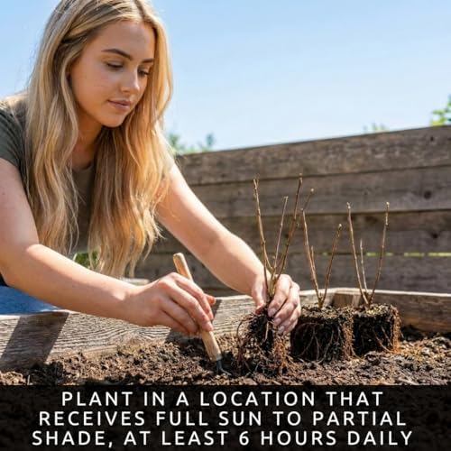 Goldflame Honeysuckle Live Bare Root Plants | Fast Growing Fragrant Flowering Vine Saplings | Pollinator-Friendly Climbing Plants | Dormant Nursery Stock | Ready to Plant (3 Plants) - Image 6