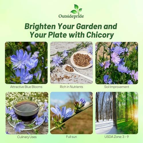 Outsidepride Chicory Seeds for Planting - 1 lb. Perennial, Easy to Grow & Drought Tolerant, Flower Seeds with Clustered Pastel Blue Blooms for Garden Pastures & Wildflower Meadows - Image 3