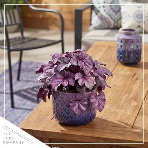 Heuchera (Coral Bells) - Shades of Purple, Live Shade Perennial, 10" Tall by 6" Wide in 2 Qt Pot - Image 6