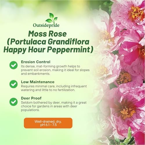 Outsidepride Peppermint Moss Rose Seeds - 500 Pcs Annual, Drought & Heat Tolerant, Pollinator Friendly Ground Cover Seeds for Planting w/Vibrant Blooms & Succulent Foliage, Ideal for Xeriscaping - Image 3