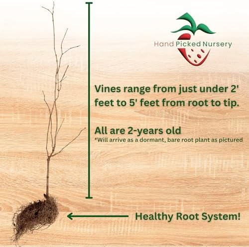 Late Fry Muscadine Grape Vine - 2 Year Old Bare Root Live Plant - 1-2ft Tall - Bronze Female Plant - Cannot Ship to Oregon (2) - Image 2