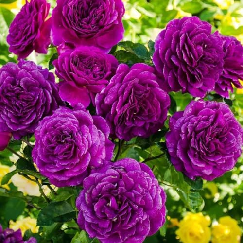 Climbing Rose Live Plant, Fragrant Reblooming Flower Bush, 5-7 Inch Tall - Image 6