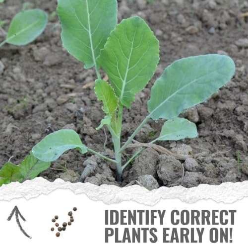 Seed Needs Purple Sicily Cauliflower Seeds to Plant Heirloom 2 Packs - Image 5