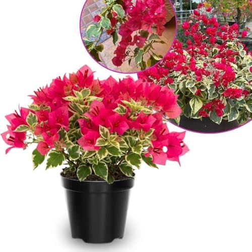 Set 2 Red to Pink Bougainvillea Live Plant 5-7 Inch Tall by Unknown