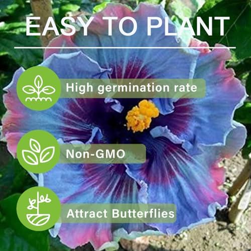 105+ Annual Mixed Hibiscus Flower for Planting Outdoor-Perennials Hibiscus Garden Plants - Image 5